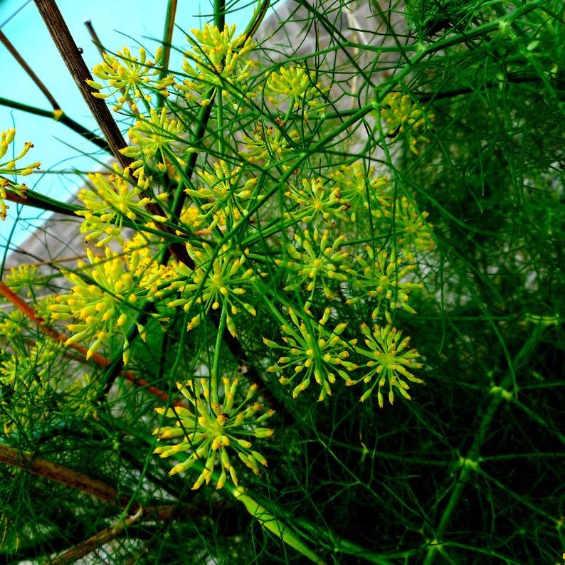 Über 100 Anissamen (Pimpinella anisum), Aniskraut, süßes Lakritzgewürz Bild 7