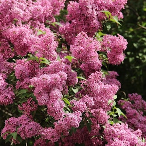 20-50 semillas de lila china, Syringa chinensis, arbusto de flores moradas imagen 4