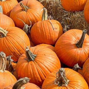 15+ Orange Kürbiskerne, Cucurbita orange, Kürbisse, Flaschenkürbisse und Melonen Bild 6