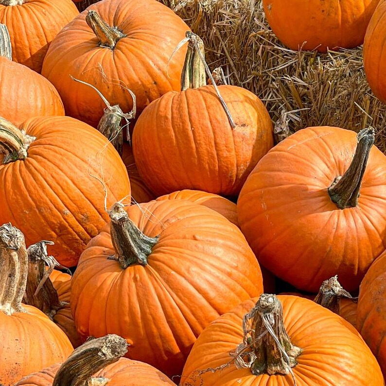 15+ Orange Kürbiskerne, Cucurbita orange, Kürbisse, Flaschenkürbisse und Melonen Bild 6