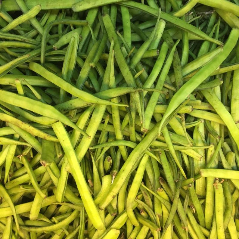 Más de 20 semillas de frijol racimo Neelam, Cyamopsis tetragonoloba, guar imagen 9