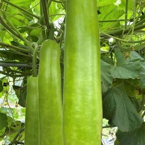 Puede incluir: Tres calabazas alargadas y cil&iacute;ndricas de color verde claro que cuelgan de una enredadera. Las calabazas tienen una piel lisa y firme con un ligero brillo. La m&aacute;s grande est&aacute; en el centro, mientras que dos m&aacute;s peque&ntilde;as cuelgan a la izquierda.