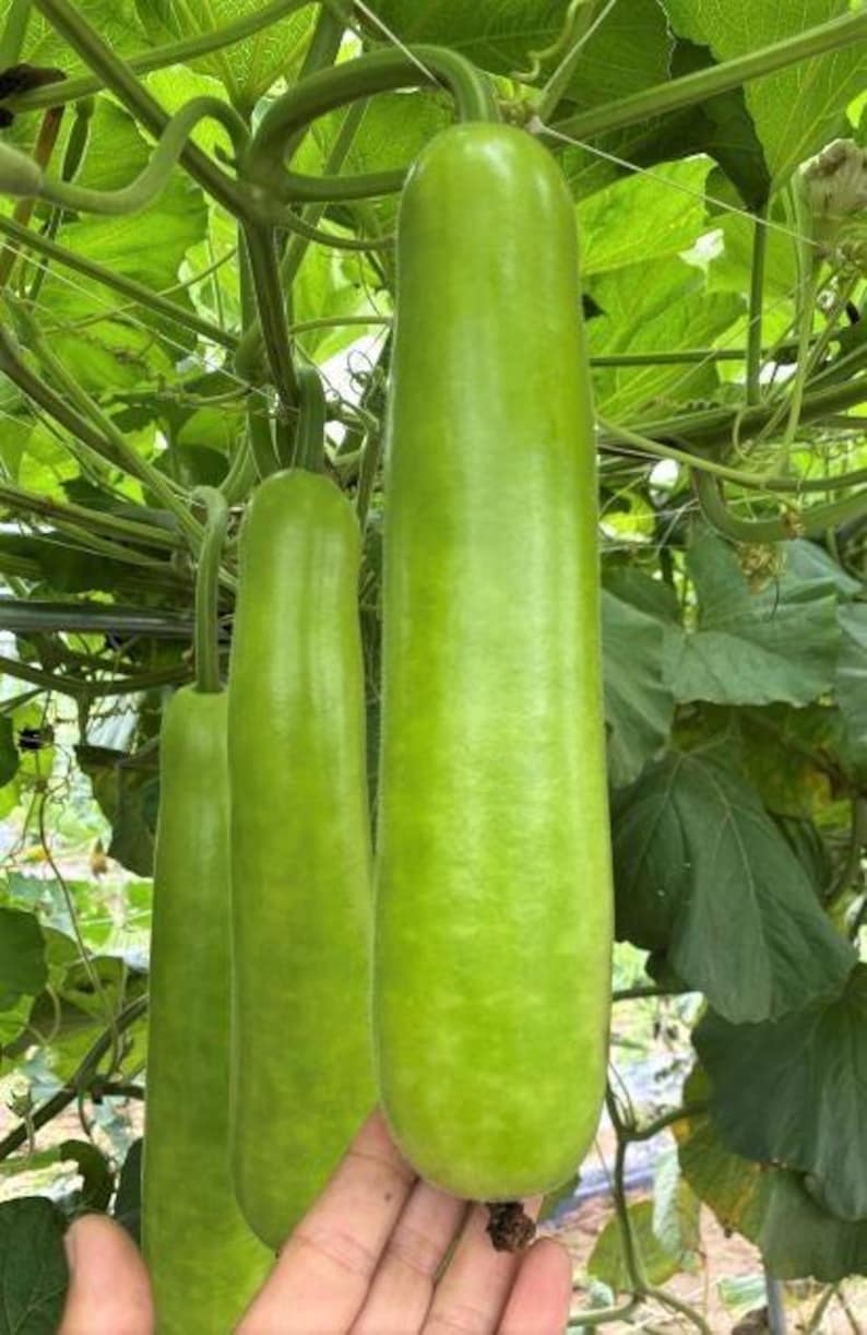 Puede incluir: Tres calabazas alargadas y cil&iacute;ndricas de color verde claro que cuelgan de una enredadera. Las calabazas tienen una piel lisa y firme con un ligero brillo. La m&aacute;s grande est&aacute; en el centro, mientras que dos m&aacute;s peque&ntilde;as cuelgan a la izquierda.