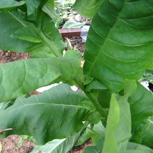 50-300 türkische Tabaksamen, Nicotiana tabacum Bild 6
