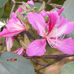 15-30 Purple Orchid Tree Seeds, Bauhinia Purpurea, Kachnar, Butterfly Tree, Camel's Foot, Tropical Flowering Tree Seeds image 10