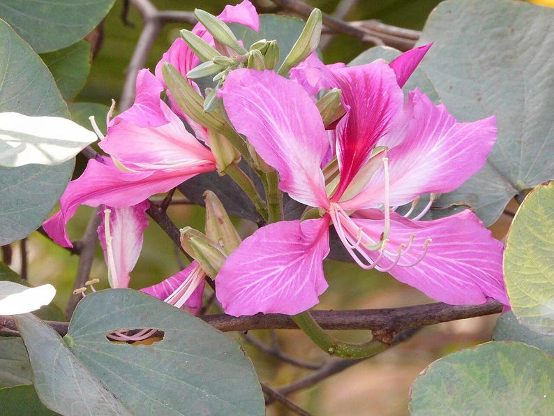 15-30 Purple Orchid Tree Seeds, Bauhinia Purpurea, Kachnar, Butterfly Tree, Camel's Foot, Tropical Flowering Tree Seeds image 10