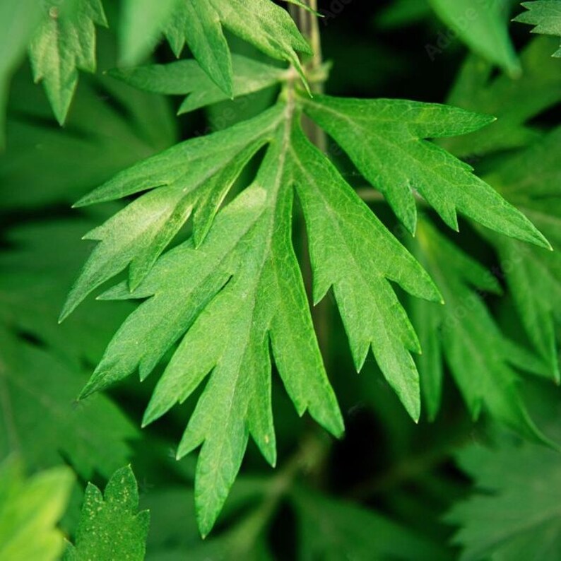 Más de 50 semillas de artemisa china, Artemisia argyi, hierba aromática Ai Ye. imagen 7