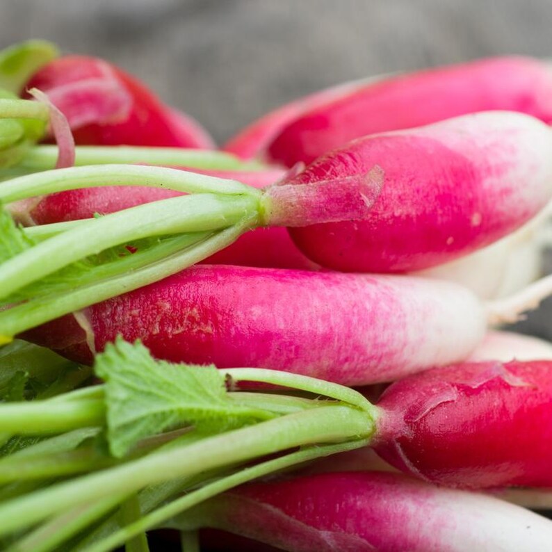 Über 100 Samen der chinesischen Rosenrettichsorte Raphanus sativus (Rosa Rettich), Wurzelgemüse Bild 6