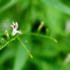 100-500 Green Chiretta Seeds, Andrographis paniculata, Kalmegh Herb image 4