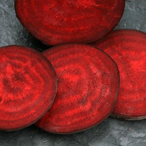 Über 100 Samen der Sorte Rosy Red 555 Rote Bete (Beta vulgaris), Wurzelgemüse Bild 5