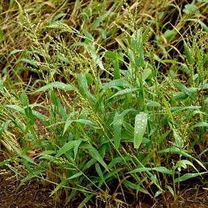 May include: A cluster of green millet plants with slender, pointed leaves and tall, branching seed heads. The foliage is covered in small, clear water droplets, and the plants are growing from dark soil amidst patches of dried, golden-brown grass.