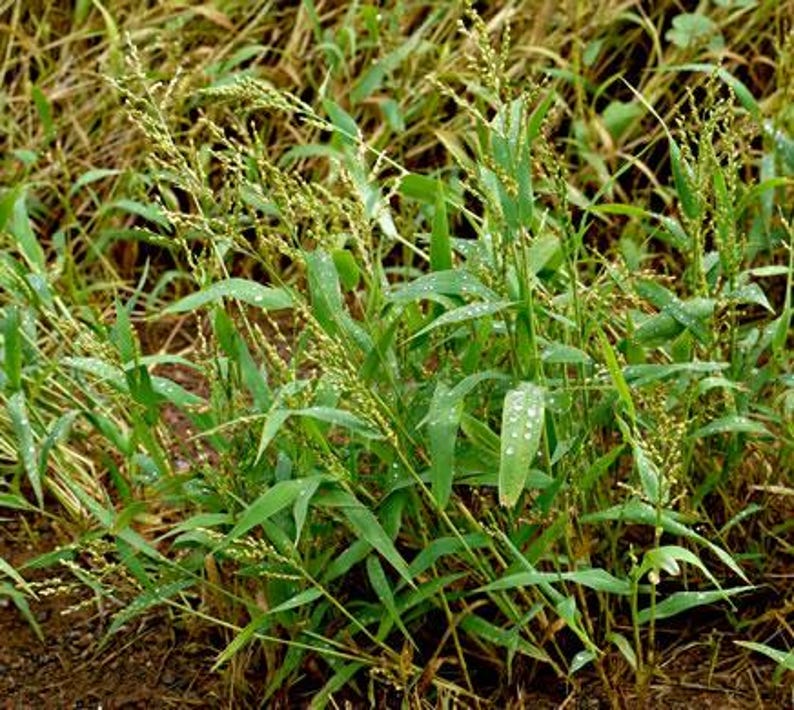 May include: A cluster of green millet plants with slender, pointed leaves and tall, branching seed heads. The foliage is covered in small, clear water droplets, and the plants are growing from dark soil amidst patches of dried, golden-brown grass.