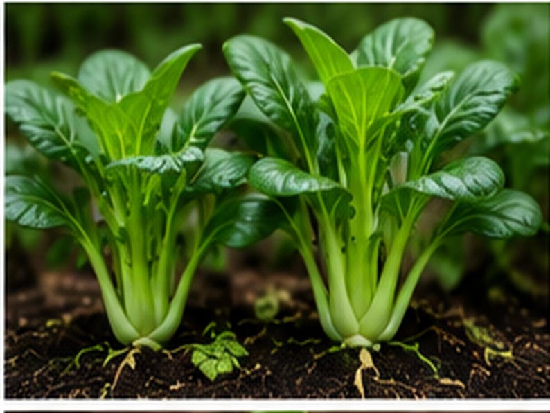 Puede incluir: Dos plantas de bok choy creciendo en tierra oscura. Cada planta presenta un grupo de tallos gruesos de color verde p&aacute;lido que se transforman en hojas anchas, lisas y de color verde oscuro. Las plantas est&aacute;n erguidas con ra&iacute;ces visibles.