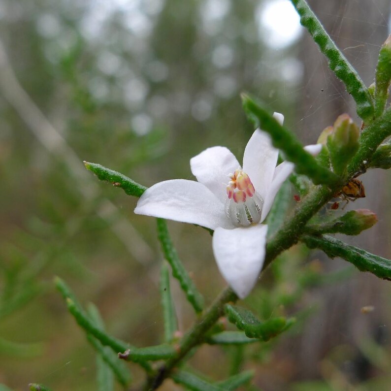 50-200 Samen der Strauchigen Stylosanthes (Stylosanthes scabra), einer Futterpflanzen-Leguminose Bild 4