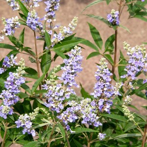 100-500 semillas de nirgundi, Vitex negundo, árbol casto de cinco hojas imagen 3