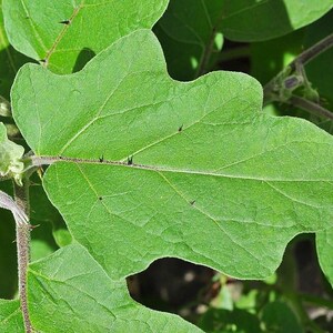 100+ Small Cluster Brinjal Seeds, Solanum melongena, Purple Cluster Eggplant, Indian Brinjal image 6