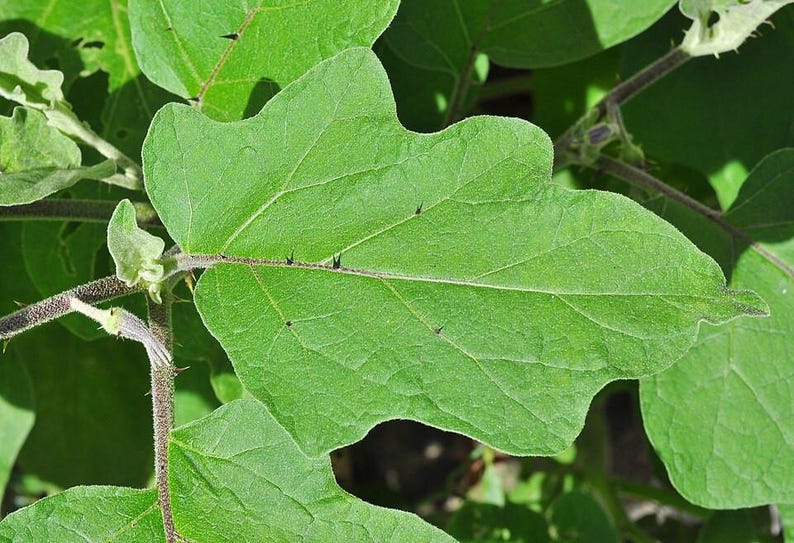 100+ Small Cluster Brinjal Seeds, Solanum melongena, Purple Cluster Eggplant, Indian Brinjal image 6