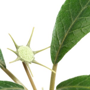 Puede incluir: Un tallo de planta con varias hojas ovaladas, texturizadas y de color verde oscuro, junto a un capullo de flor &uacute;nico. El capullo es de color verde p&aacute;lido, circular, cubierto de diminutos gr&aacute;nulos claros y rodeado por seis s&eacute;palos finos, puntiagudos y estrellados.