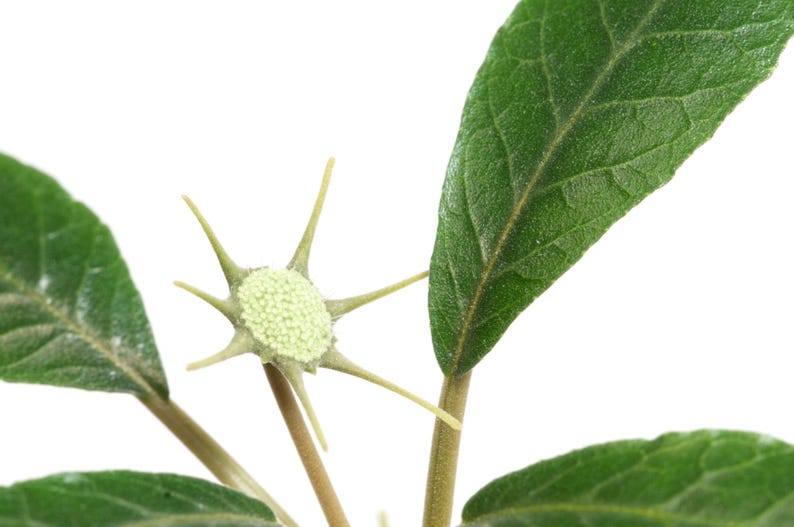 Puede incluir: Un tallo de planta con varias hojas ovaladas, texturizadas y de color verde oscuro, junto a un capullo de flor &uacute;nico. El capullo es de color verde p&aacute;lido, circular, cubierto de diminutos gr&aacute;nulos claros y rodeado por seis s&eacute;palos finos, puntiagudos y estrellados.