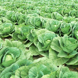 100+ Cabbage Express Seeds, Brassica oleracea, Crucifers image 6