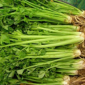 Pu&ograve; includere: Un grande mazzo di gambi di sedano freschi con foglie verde brillante e lunghi steli croccanti di colore verde chiaro. La base del sedano mostra sistemi radicali fibrosi visibili attaccati alla parte inferiore dei gambi, indicando il raccolto.