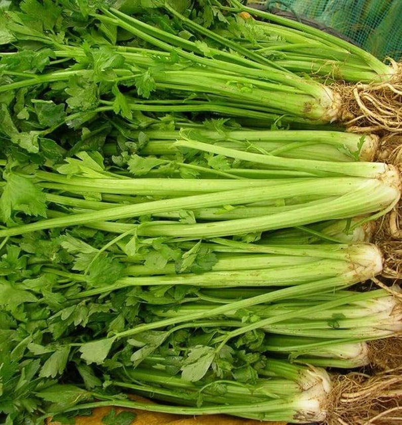 Pu&ograve; includere: Un grande mazzo di gambi di sedano freschi con foglie verde brillante e lunghi steli croccanti di colore verde chiaro. La base del sedano mostra sistemi radicali fibrosi visibili attaccati alla parte inferiore dei gambi, indicando il raccolto.