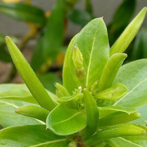 Pu&ograve; includere: Una pianta di colore verde brillante con baccelli allungati e appuntiti e foglie lisce di forma ovale. La pianta presenta un bocciolo centrale chiuso circondato da diversi baccelli sottili e strutturati che si estendono dal fusto.