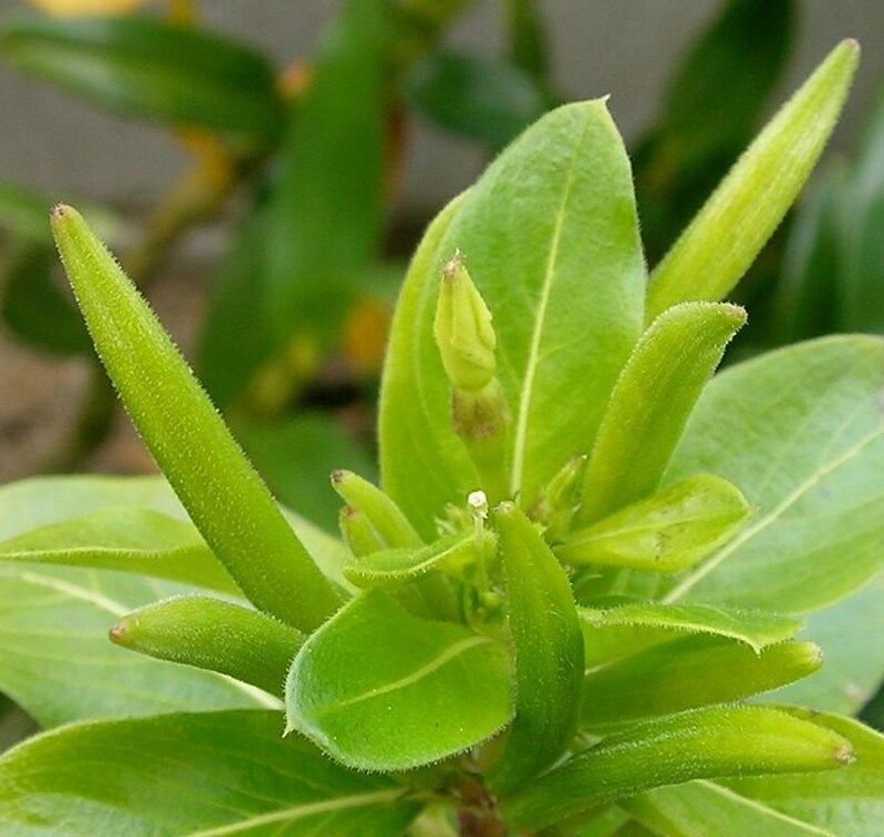 Pu&ograve; includere: Una pianta di colore verde brillante con baccelli allungati e appuntiti e foglie lisce di forma ovale. La pianta presenta un bocciolo centrale chiuso circondato da diversi baccelli sottili e strutturati che si estendono dal fusto.