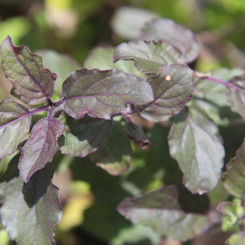 300-1k-3k Krishna Tulsi Samen, Lila Heiliges Basilikum, Ocimum tenuiflorum, Heiliges Basilikum, Aromatische Kräutersamen Bild 4