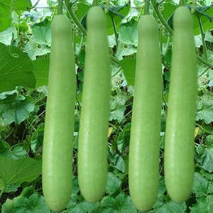 10+ nasion melona długiego Durgesh Komal, melo Cucumis zdjęcie 4