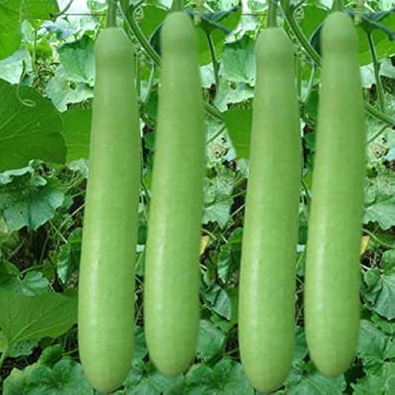 10+ nasion melona długiego Durgesh Komal, melo Cucumis zdjęcie 4