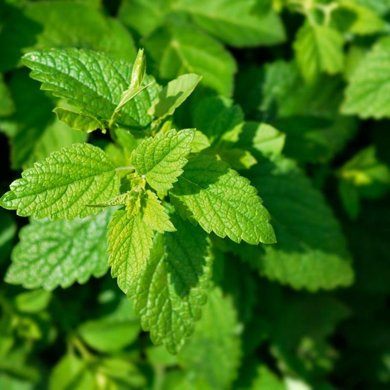 100+ Lemon Balm Seeds, Melissa officinalis, Sweet Lemon Herb, Fragrant Perennial Plant image 2