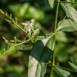 100-500 Green Chiretta Seeds, Andrographis paniculata, Kalmegh Herb image 2