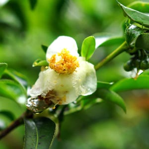 May include: A white tea flower with a prominent yellow centre, featuring delicate petals and small water droplets on its surface. The flower is attached to a green stem with serrated leaves and several small, round, green tea buds nearby.