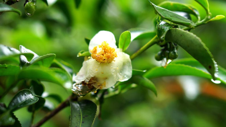 May include: A white tea flower with a prominent yellow centre, featuring delicate petals and small water droplets on its surface. The flower is attached to a green stem with serrated leaves and several small, round, green tea buds nearby.
