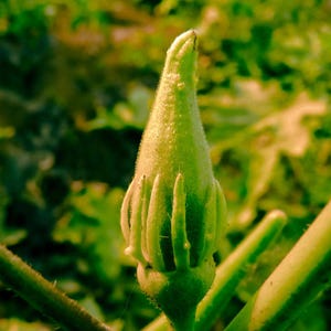15+ Durgesh Nandani Okra Seeds, Abelmoschus esculentus, Bhindi, Indian Lady Finger image 8