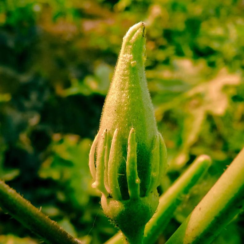 15+ Durgesh Nandani Okra Seeds, Abelmoschus esculentus, Bhindi, Indian Lady Finger image 8