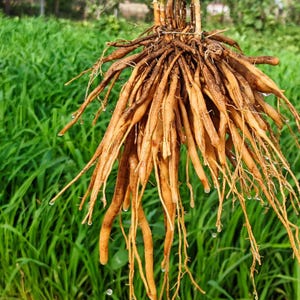 30-100 Shatavari Seeds, Asparagus Racemosus, Satavar, Wild Asparagus, Indian Asparagus, Herb Seeds image 1