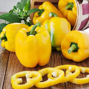 Más de 10 semillas de pimiento amarillo dulce, Capsicum annuum, pimiento morrón amarillo, pimiento dulce suave. imagen 4