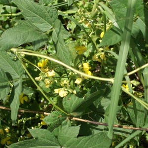 Puede incluir: Un grupo de peque&ntilde;as flores de color amarillo brillante que florecen entre hojas trifoliadas de color verde vibrante y tallos delgados. La planta presenta delicadas flores parecidas a guisantes dispersas por el follaje denso, con tallos verde claro.
