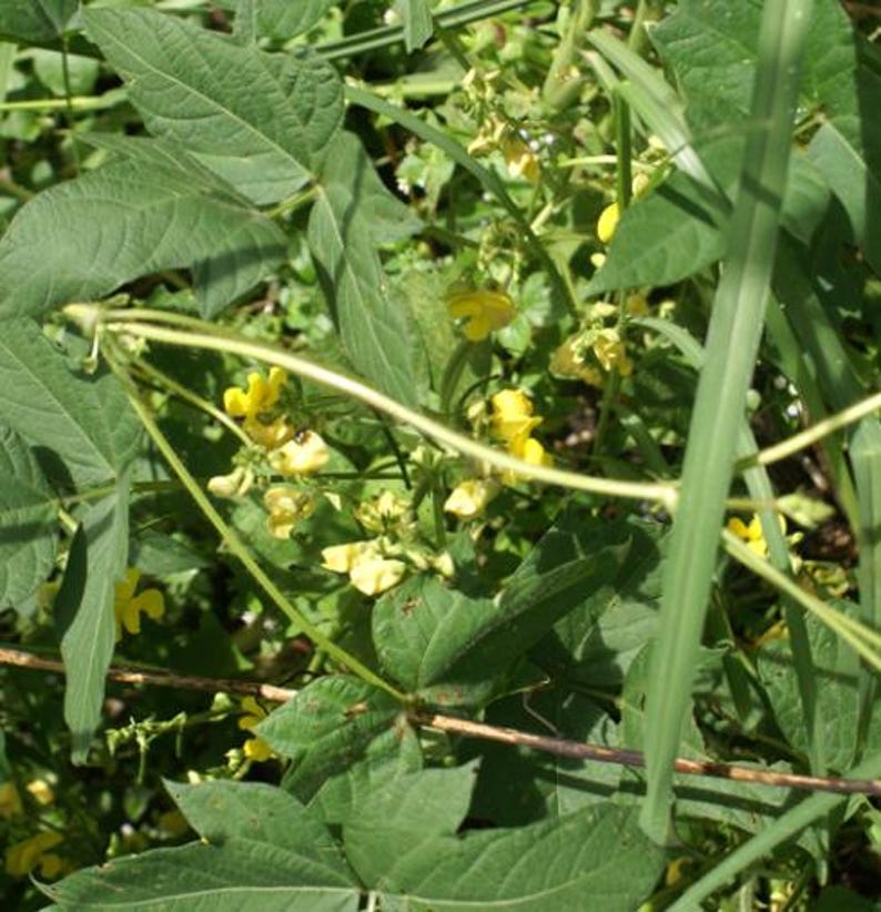 Puede incluir: Un grupo de peque&ntilde;as flores de color amarillo brillante que florecen entre hojas trifoliadas de color verde vibrante y tallos delgados. La planta presenta delicadas flores parecidas a guisantes dispersas por el follaje denso, con tallos verde claro.
