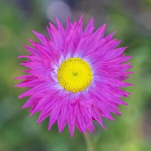 K&ouml;nnte beinhalten: Eine leuchtende Blume mit zahlreichen spitzen, hellrosa Bl&uuml;tenbl&auml;ttern, die von einer zentralen, strukturierten, kreisf&ouml;rmigen gelben Mitte ausgehen. Die Bl&uuml;tenbl&auml;tter verlaufen von einem helleren Ton nahe der Mitte zu einem satten Pink.