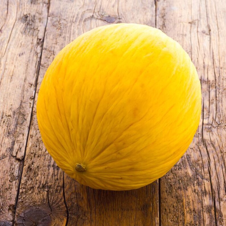 25+ Yellow melon Seeds, Cucumis melo, Pumpkins, gourds and melons image 1