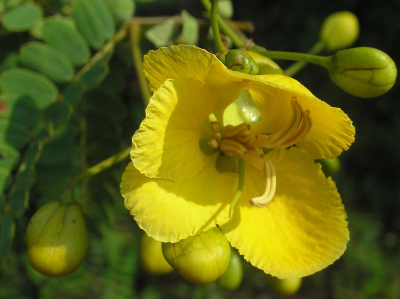 May include: A bright yellow flower with five delicate, rounded petals and prominent curved stamens in the centre. The bloom is surrounded by several smooth, round, light green flower buds and small, dark green pinnate leaves on a thin stem.