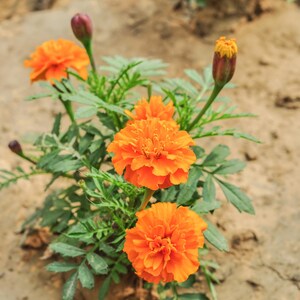 Plus de 100 graines de souci français (Tagetes patula), fleurs compactes pour bordures et pots image 4