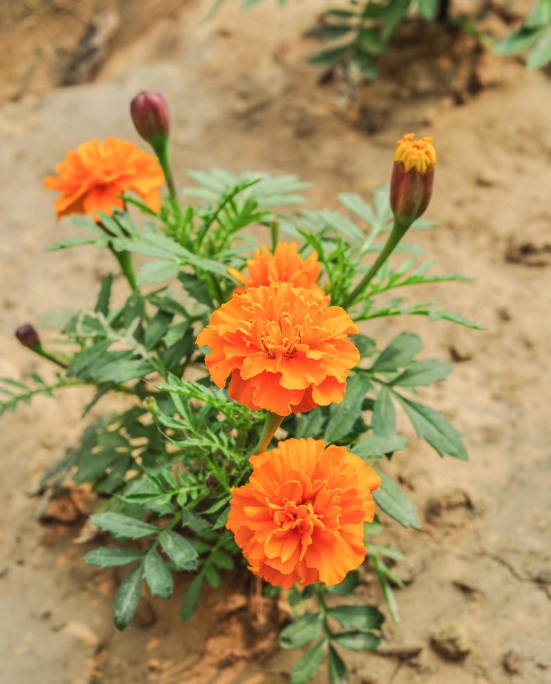 Plus de 100 graines de souci français (Tagetes patula), fleurs compactes pour bordures et pots image 4