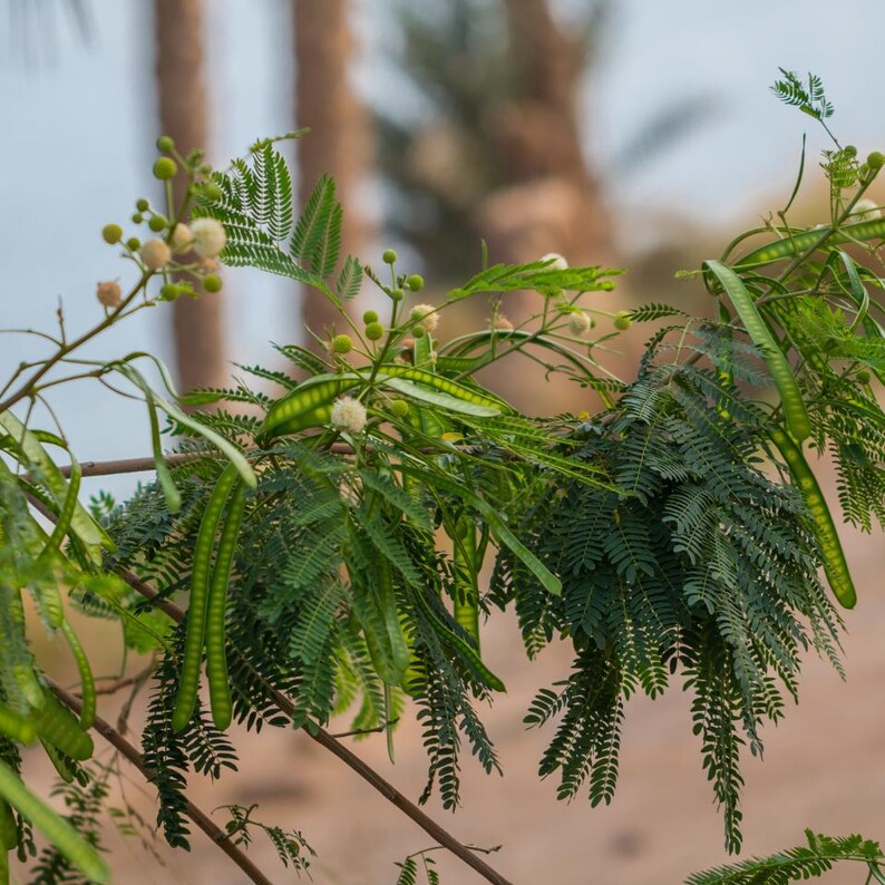 25-50 semi di Leucaena, Leucaena Leucocephala, Albero di piombo bianco, Subabul, Tamarindo selvatico, Semi di albero tropicale azotofissatore immagine 5