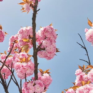 5-10 semillas de cerezo japonés, Prunus serrulata, árbol de flor de sakura. imagen 6