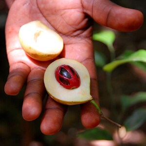 3+ semillas de nuez moscada, Myristica fragrans, árbol de nuez moscada, árbol de especias tropicales imagen 9