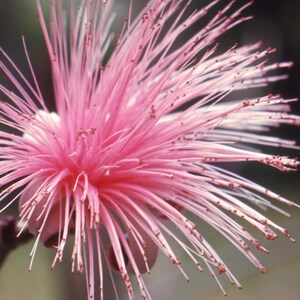50-300 nasion roślin wrażliwych, Mimosa pudica, Touch Me Not zdjęcie 9